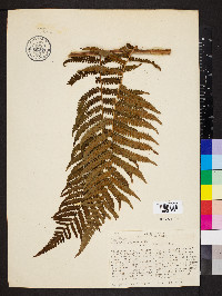 Cyathea phalerata image