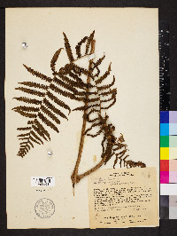 Cyathea phalerata image