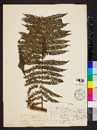 Cyathea delgadii image