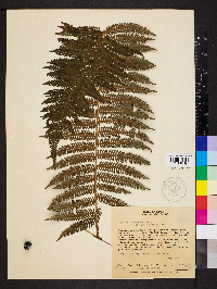 Cyathea delgadii image
