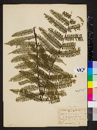 Alsophila firma image