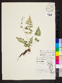 Cystopteris protrusa image