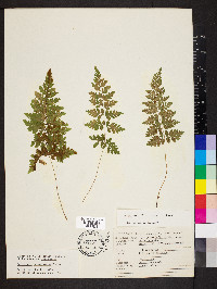 Cystopteris × tennesseensis image