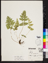 Cystopteris × tennesseensis image