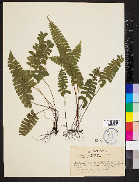 Lindsaea lancea var. lancea image