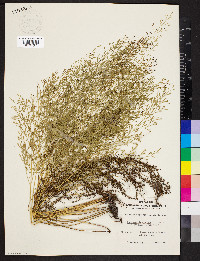 Sphenomeris clavata image