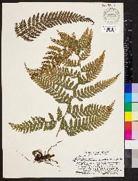 Microlepia speluncae image