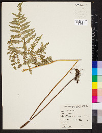 Hypolepis muelleri image