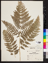 Pteridium aquilinum var. latiusculum image