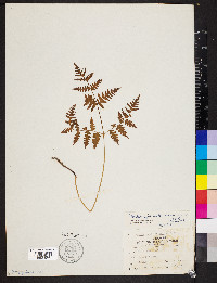 Pteridium aquilinum var. latiusculum image