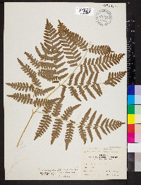 Pteridium aquilinum var. latiusculum image