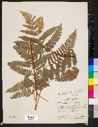 Pteridium aquilinum var. latiusculum image