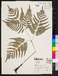 Pteridium aquilinum var. latiusculum image