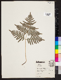 Pteridium aquilinum var. latiusculum image