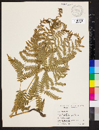 Pteridium aquilinum var. latiusculum image