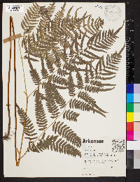 Pteridium aquilinum subsp. pseudocaudatum image