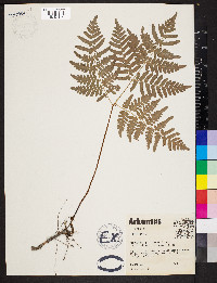 Pteridium aquilinum var. latiusculum image