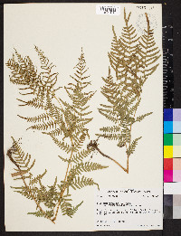 Pteridium aquilinum subsp. pseudocaudatum image