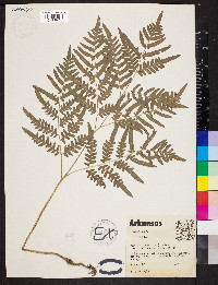 Pteridium aquilinum var. latiusculum image