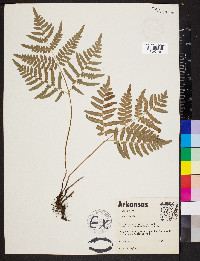 Pteridium aquilinum var. latiusculum image