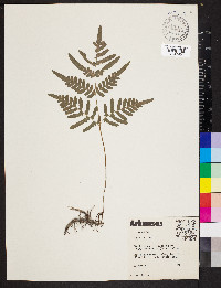 Pteridium aquilinum var. latiusculum image