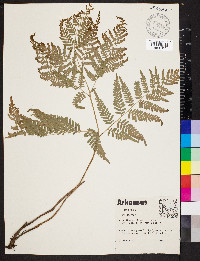 Pteridium aquilinum var. latiusculum image