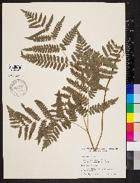 Pteridium aquilinum var. latiusculum image