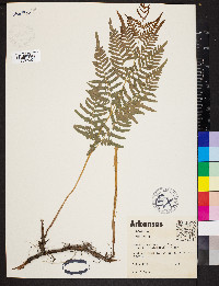 Pteridium aquilinum var. latiusculum image