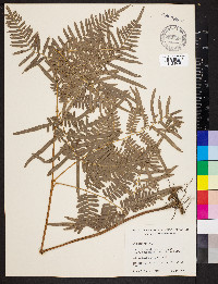 Pteridium aquilinum subsp. pseudocaudatum image