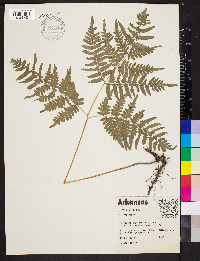 Pteridium aquilinum var. latiusculum image