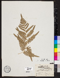 Pteridium aquilinum subsp. pseudocaudatum image