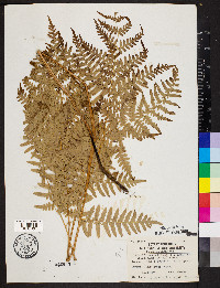 Pteridium aquilinum var. latiusculum image