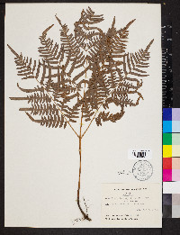 Pteridium aquilinum var. latiusculum image