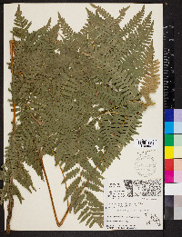 Pteridium aquilinum var. latiusculum image