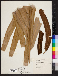 Acrostichum aureum image