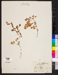 Adiantum capillus-veneris image