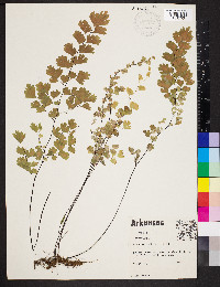 Adiantum capillus-veneris image