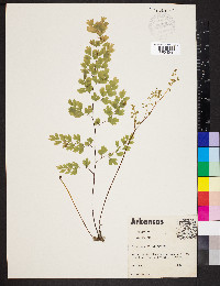 Adiantum capillus-veneris image