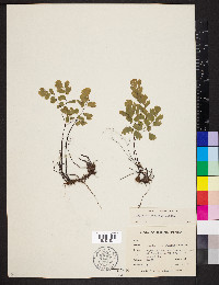 Adiantum andicola image