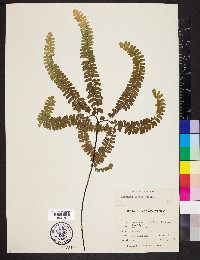 Adiantum patens image