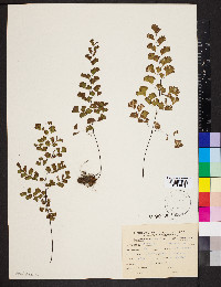 Adiantum raddianum image