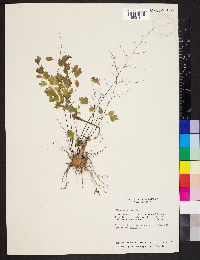 Adiantum tenerum image