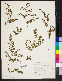 Adiantum aethiopicum image