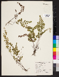 Adiantum aethiopicum image