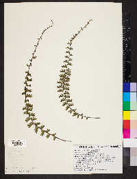 Adiantum caudatum image