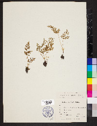 Anogramma leptophylla image