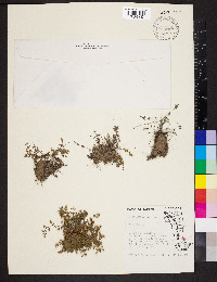 Myriopteris gracilis image