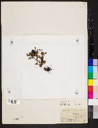 Myriopteris gracilis image