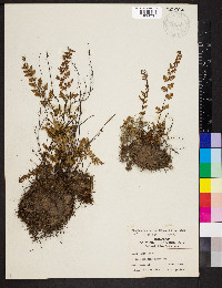 Myriopteris lanosa image
