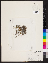 Myriopteris alabamensis image